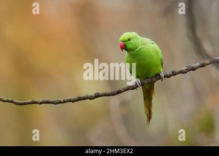 The rose-ringed parakeet (Psittacula krameri), also known as the ring-necked parakeet, is a medium-sized parrot. Beautiful colourful green parrot, cut Stock Photo