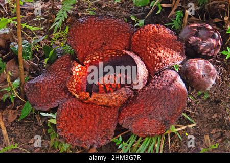 Rafflesia keithii is a parasitic plant endemic to Borneo. With flowers growing up to 1m in diameter, it is one of the biggest flowers in the World. Stock Photo