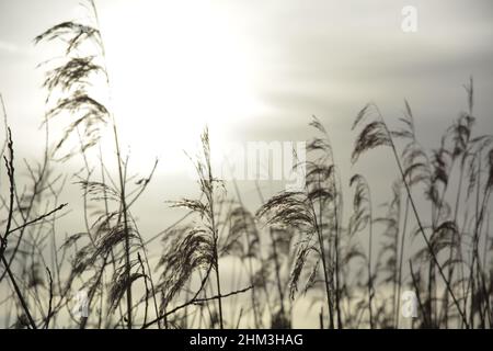 Reed grass in sunlight mist Stock Photo