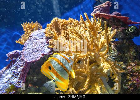 Copperband butterflyfish or beaked coral fish in the coral reef. Chelmon rostratus species of butterflyfish belonging to family Chaetodontidae. Living Stock Photo