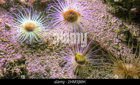 cylinder anemones or coloured tube anemone in coral reef seabed. Cerianthus membranaceus species with stinging tentacles. Living in the Mediterranean Stock Photo