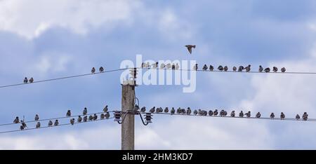 Starling birds Sturnus vulgaris are sitting on a power line at spring Stock Photo