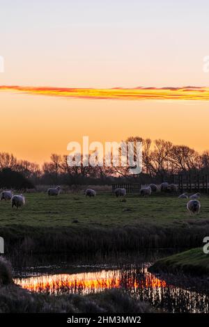 The dawn sky with a thin band of cloud running across over Romney Marsh in Kent. Foreground is a small stream with reflection of cloud in, marshland with sheep gazing and a row of trees on the horizon. Stock Photo
