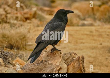 Common raven (Corvus Corax) on a rock in in Joshua Tree National Park, Mojave Desert, California Stock Photo