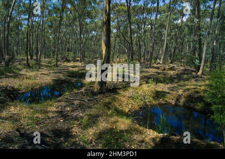 Deep, water-filled shafts dug by prospectors during the gold rush of the 19th century, near the old gold mining town of Maldon, Victoria, Australia Stock Photo