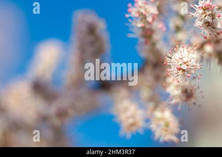 Spring, the flowering period of ornamental trees in the garden, small white flowers with tiny petals and stamens clung to the branches. Macro photo wi Stock Photo