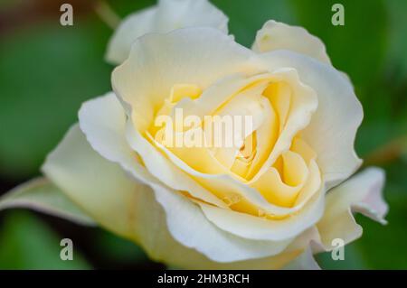 Beautiful white Boeing rose, open bud with drops after rain, on a dark green background, selective focus. Stock Photo
