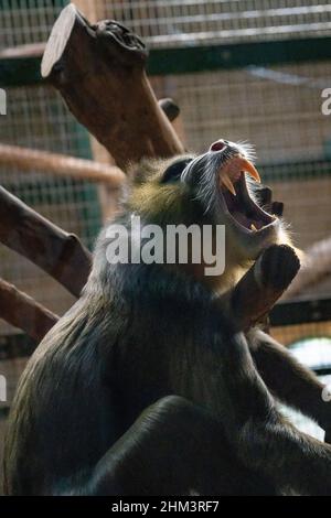 Portrait of a Mandrill monkey showing off his teeth Stock Photo