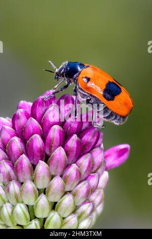 Clytra laeviuscula, the ant bag beetle, is a species of short-horned leaf beetles belonging to the family Chrysomelidae, subfamily Cryptocephalinae Stock Photo