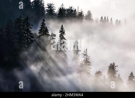 Sunlight is breaking through the trees in the forest and letting the light shine in magical sun beams Stock Photo