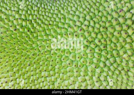 Closeup rough texture of green jackfruit skin. Natural tropical fruit pattern background. Stock Photo