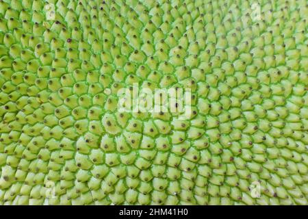Closeup rough texture of green jackfruit skin. Natural tropical fruit pattern background. Stock Photo