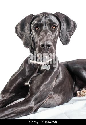 Great Dane dog portrait, one of the largest breeds in the world. Black young female. Isolated over white background