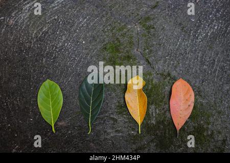 Cycle of Leaf - life cycle of a leaf as it changes color Stock Photo ...