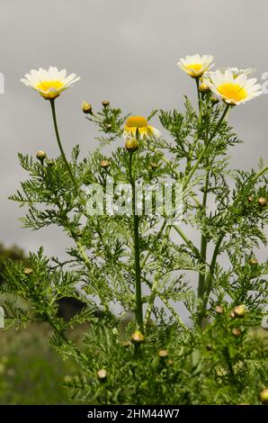Garland chrysanthemum Glebionis coronaria in bloom. Valleseco. Gran Canaria. Canary Islands. Spain. Stock Photo
