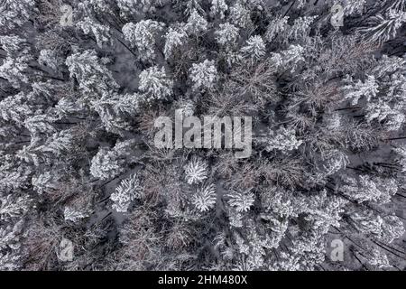 Tree tops covered in show in winter after blizzard. Nature after heavy snowfall Stock Photo
