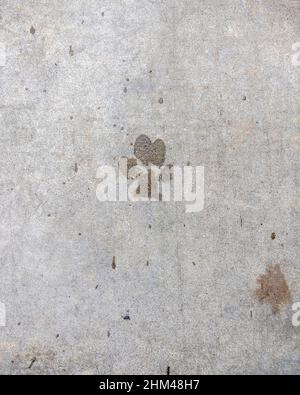 Close up of dog prints on a sidewalk. Stock Photo