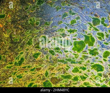 Background texture pattern of algea forming thick layer on water surface. Stock Photo