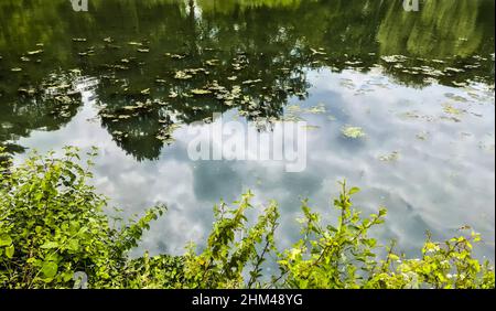 Background texture pattern of algea forming thick layer on water surface. Stock Photo