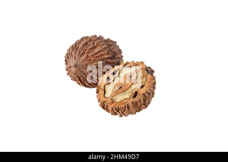 Whole and opened Eastern American black walnut or Juglans nigra friuts isolated on white Stock Photo