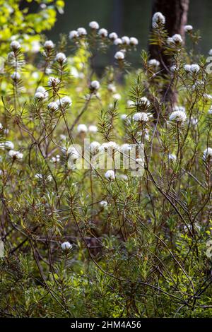 Blooming marsh Labrador Tea flowers in a swamp. Rhododendron tomentosum Stock Photo