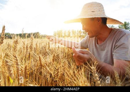 Catcher holding rice farmers Stock Photo