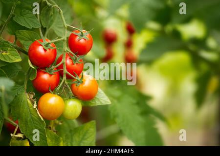 Tasty ripe cherry tomatoes on a vine inside a greenhouse. Shallow depth of field Stock Photo