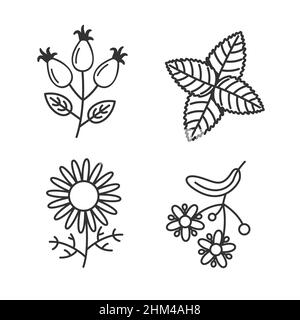 Vector set with icons of herbs and plants. Organic natural product, bio herbal tea, healthy food. Tea packaging template, peppermint and chamomile, ro Stock Vector