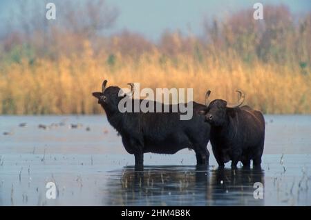 Water buffalo in a shallow marsh Stock Photo