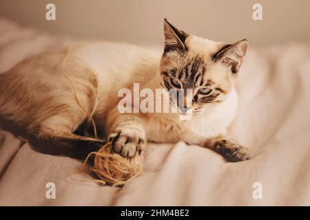 Cute tabby kitten is playing with a ball of wool lying on a soft bed on a sunny day. A pet and household items. Home comfort. Stock Photo