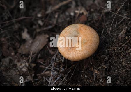 Wild mushroom pine bacteria Stock Photo