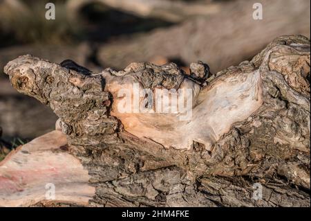 Bark peeling off tree as it starts to rot away Stock Photo