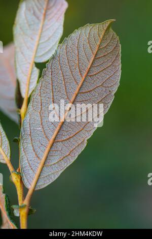Underside of Salix cinerea subsp. oleifolia leaf showing rusty hairs Stock Photo