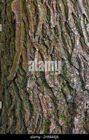 Ulmus procera bark Stock Photo
