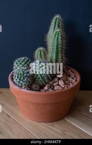 Cacti in a short pot, with a blackboard background, on wood parquet. Stock Photo