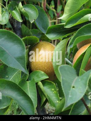 Apple pear on tree branches Stock Photo