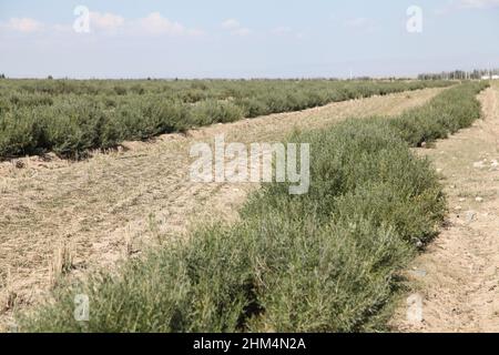 Chinese herbal medicine caragana Stock Photo