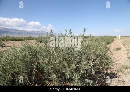 Chinese herbal medicine caragana Stock Photo