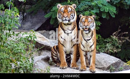 Two Tigers Stock Photo