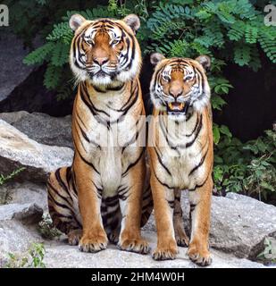 Two Tigers Stock Photo