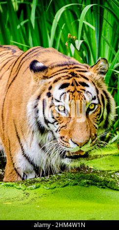 Siberian Tiger Stock Photo