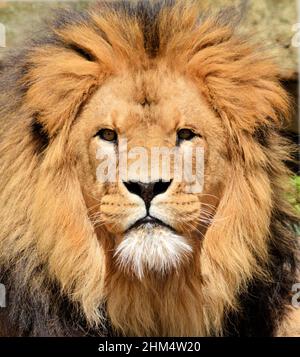 Lion Stock Photo