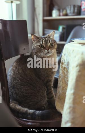 The cat sits on a chair near the dining table Stock Photo