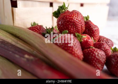 Strawberries and rhubarb freshly harvested, with a small wooden basket Stock Photo