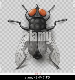 Realistic insect fly. 3D vector graphics. Transparent shadow Stock Vector