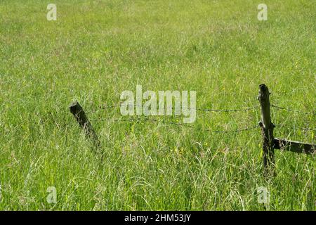 Colour image of a broken wooden fence with barbed wire stretched between two posts in a field and surrounded by various grasses Stock Photo