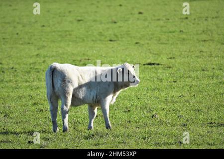 beef cattle on the open range in central California coastal range, young white one and black older cow Stock Photo