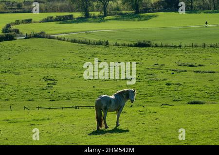 Grey horse in a field and looking towards the observer with distant figure entering the frame from the right on a path across the fields Stock Photo