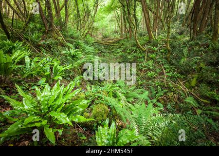 Beautiful unspoilt green forest with wild ferns and fallen trees Dordogne France Stock Photo