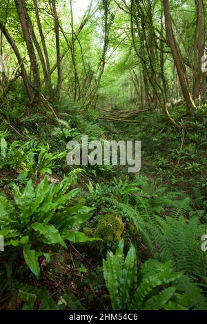 Beautiful unspoilt green forest with wild ferns and fallen trees Dordogne France Stock Photo